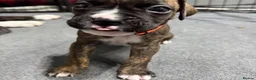 Boxer dogs for sale: !!Extremely Boxers Babies in Northampton - Advert 6
