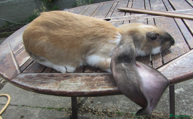 English Lop rabbits - Advert 1