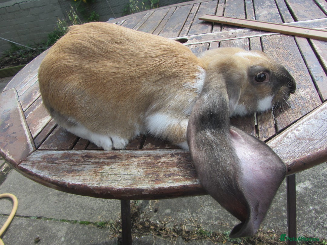 English Lop rabbits for sale: GENUINE ENGLISH LOPS (PURE BRED) - Image 1