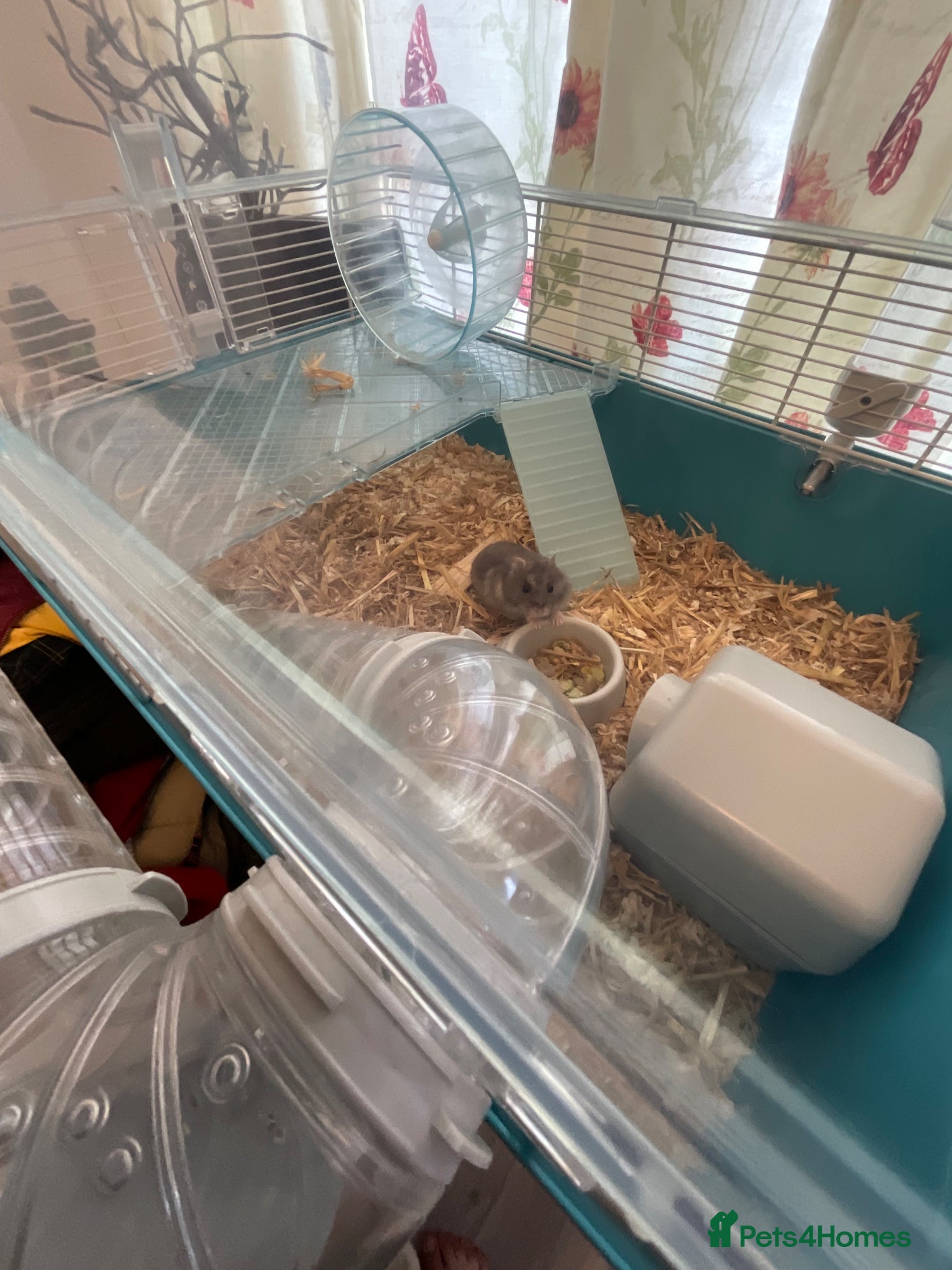 Hamster rodents for sale: small hamster in Walsall - Advert 7