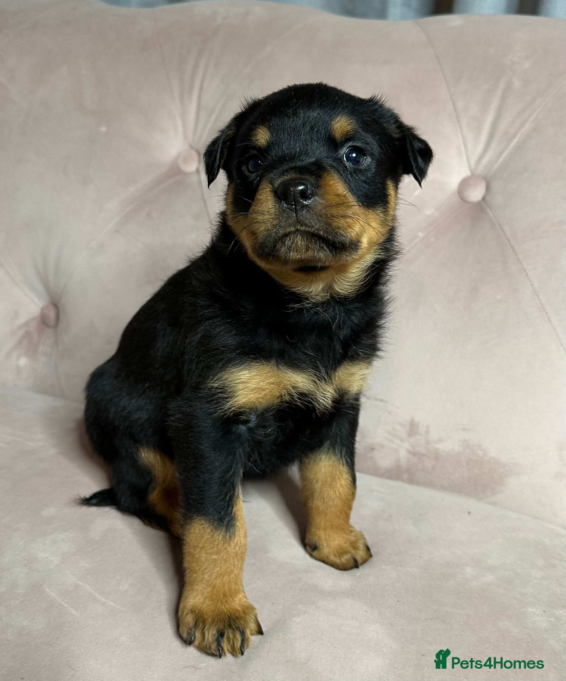 Rottweiler dogs Rottweiler puppies READY NEXT WEEK!  - Advert 1