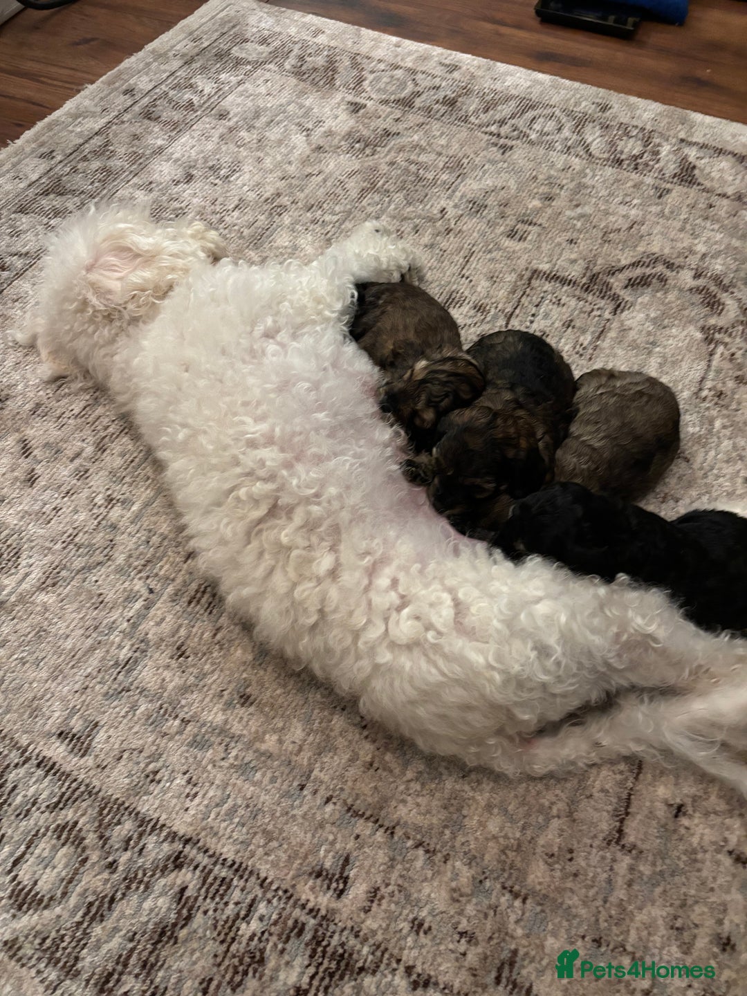 Poochon dogs for sale: Poochon F2Bs - Advert 6