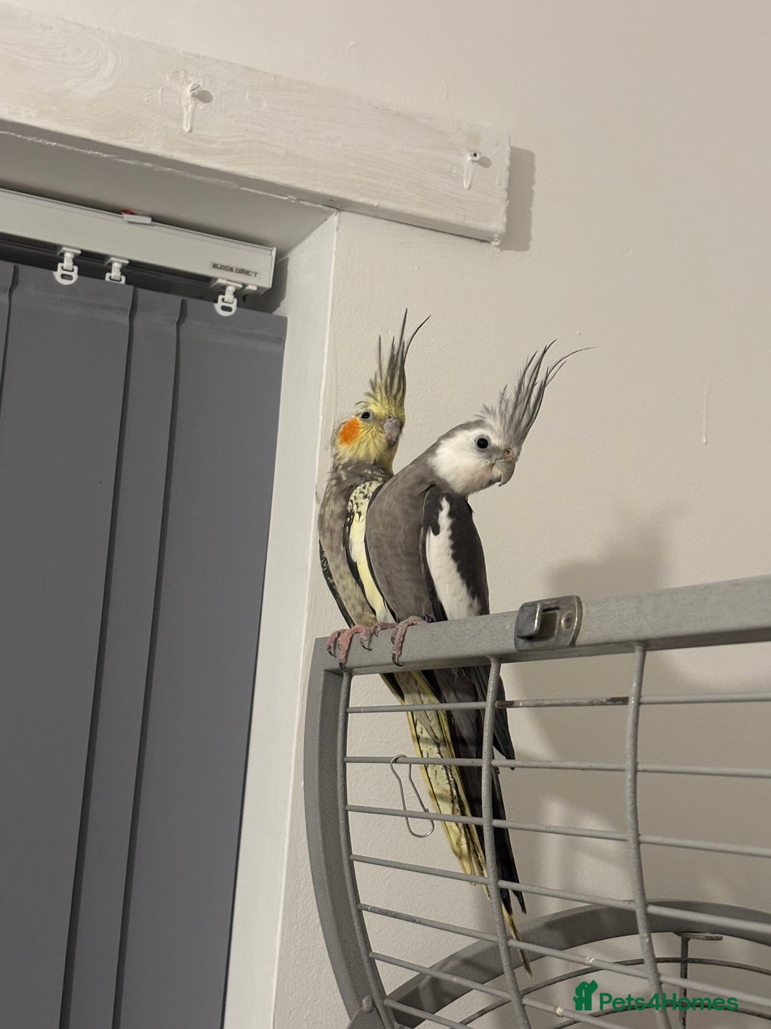 Cockatiels birds for sale: Beautiful Proven Pair of Cockatiels  - Image 3