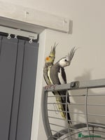 Cockatiels birds - Advert 2