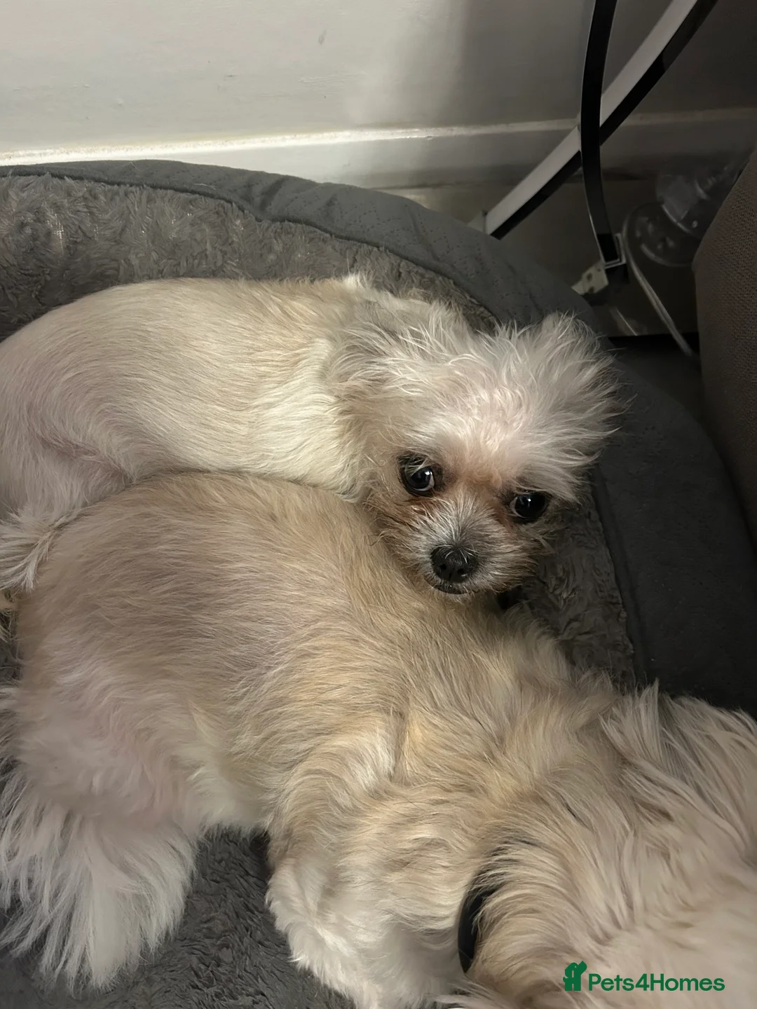 Mixed Breed dogs for sale: Lovely little dog - Advert 3