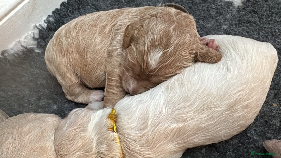 Mini Goldendoodle dogs for sale: Stunning F1 Mini Goldendoodles  - Image 33