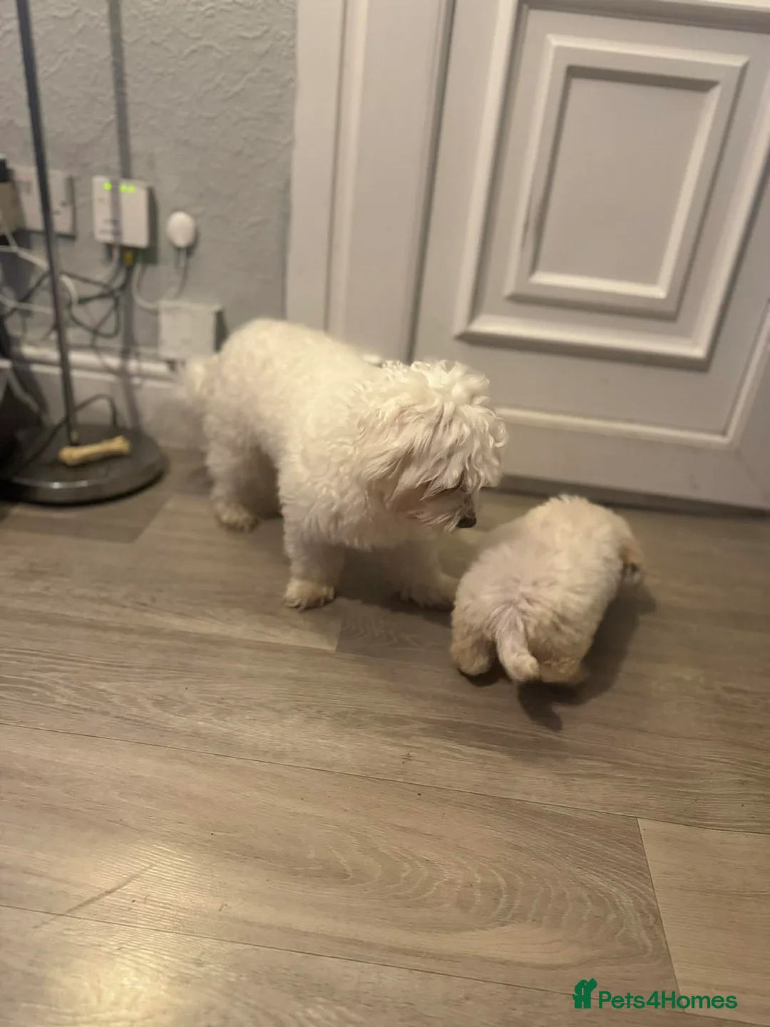 Bichon Frise dogs for sale: Bichon frise - Advert 7