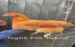 Chickens poultry for sale: Hybrid/ cross breed hens for sale - Image 7