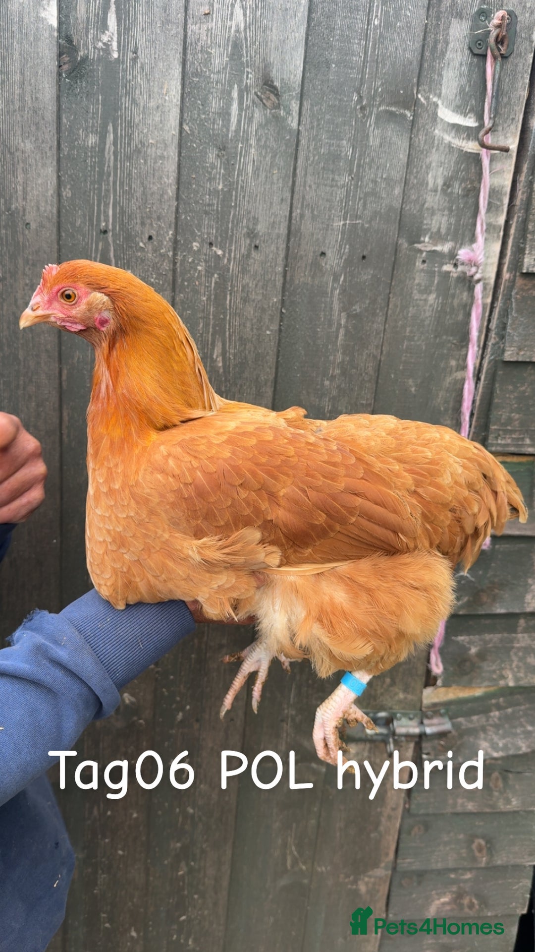 Chickens poultry for sale: Hybrid/ cross breed hens for sale - Image 7
