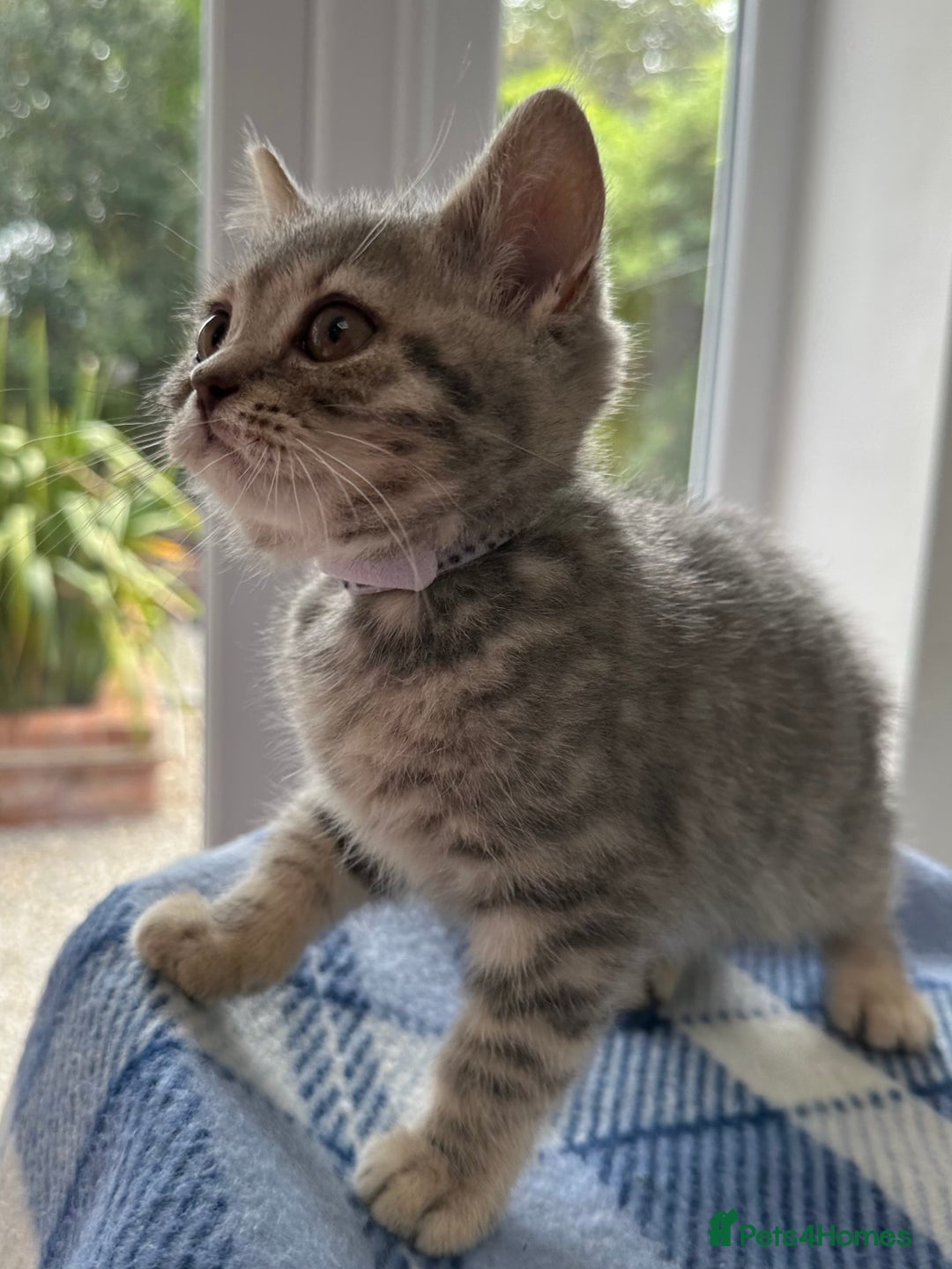 British Shorthair cats for sale: Purebred British Shorthair Grey Stripe Kittens - Image 18