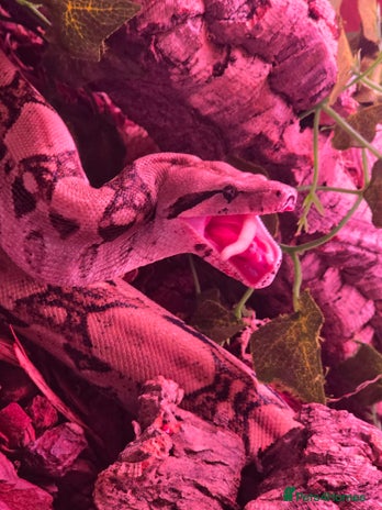 Boa Snake reptiles in Poulton-le-Fylde - Advert 18