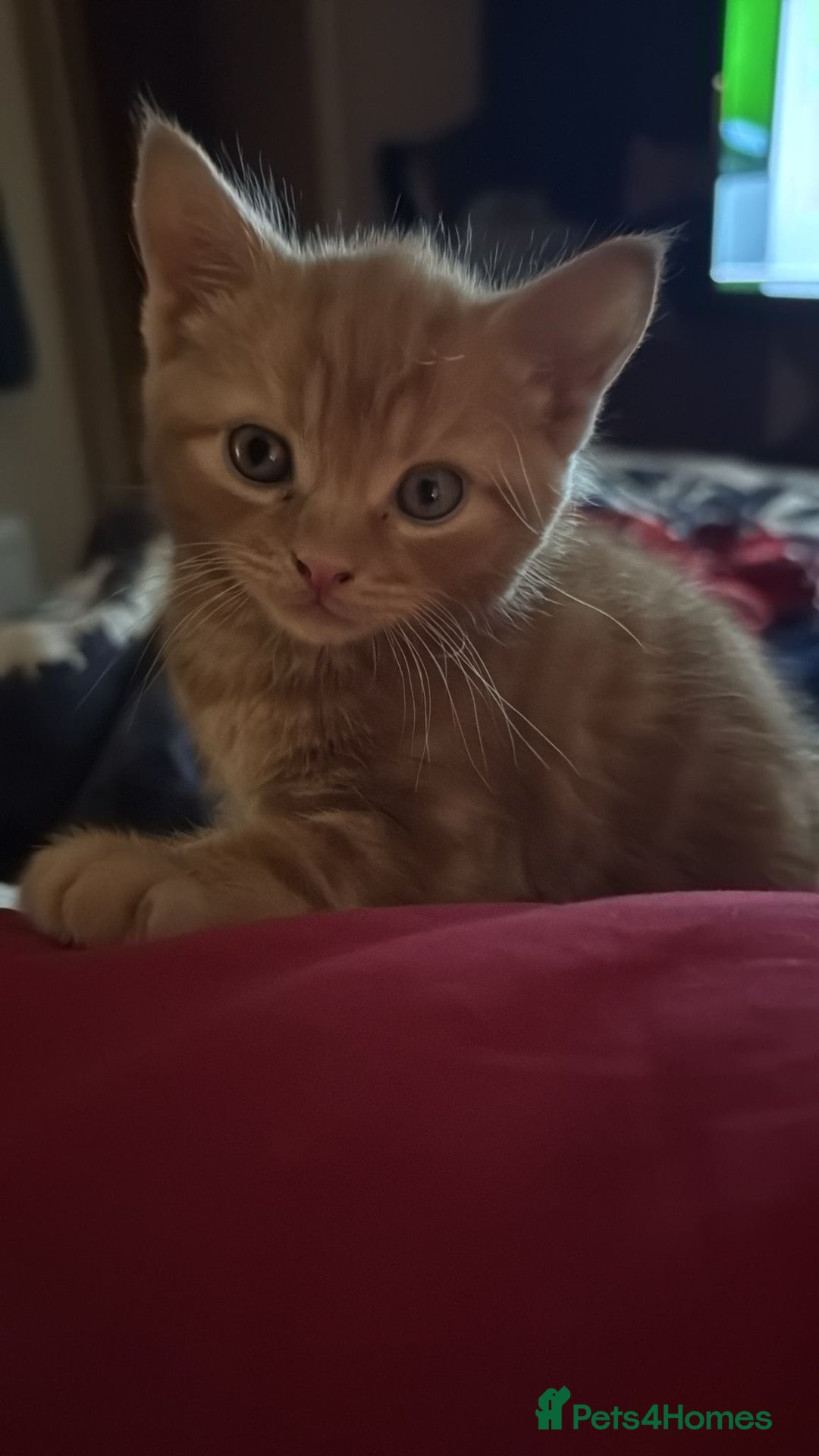 Mixed Breed cats for sale: 4 Gorgeous babies looking for their forever homes  - Advert 12