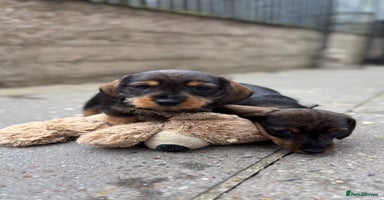 Dachshund dogs - Advert 14