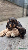 Dachshund dogs - Advert 2