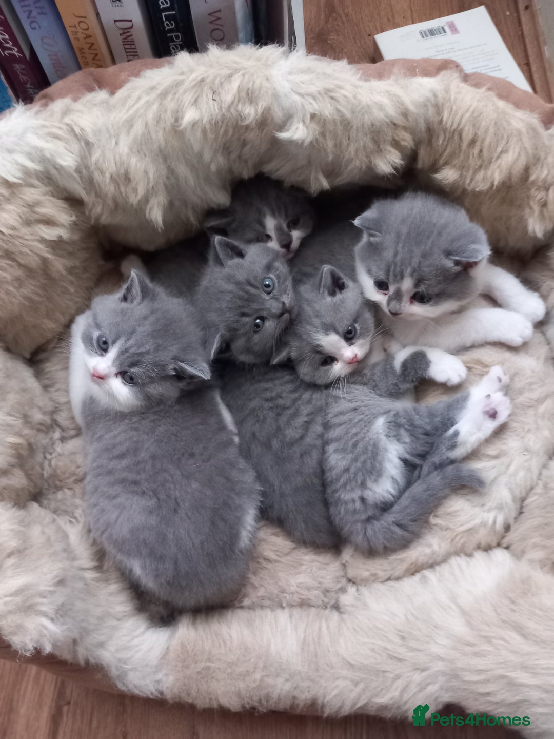 British Shorthair cats for sale: Stunning pedigree British short hair kittens  - Advert 14