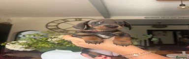 Miniature Dachshund 2