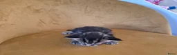 Mixed Breed cats for sale: Maine Coon Cross fluffy kittens  - Advert 5