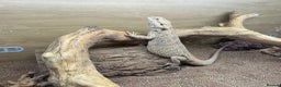 Bearded Dragon reptiles for sale: Bearded dragon + vivarium with accessories  - Advert 2
