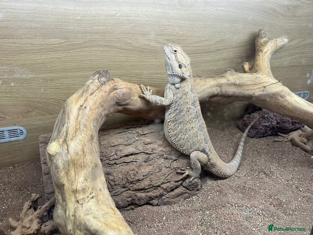 Bearded Dragon reptiles for sale: Bearded dragon + vivarium with accessories  - Advert 2