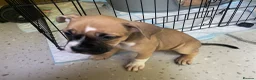 Mixed Breed dogs for sale: Family Raised Bulldog x Boxer Puppies Ready :))) in Bideford - Advert 17