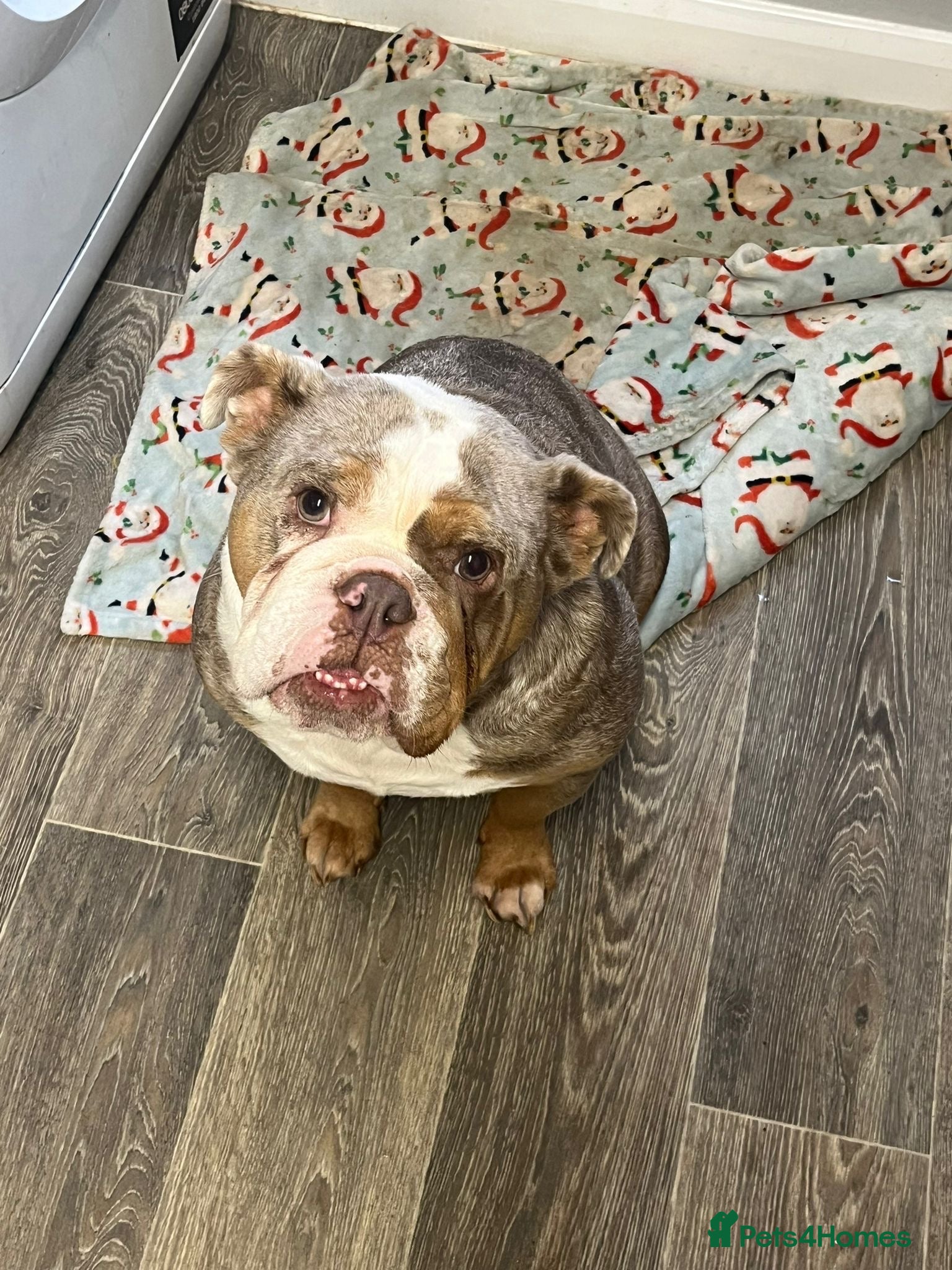 English Bulldog dogs 2 yr old bulldog - Advert 18