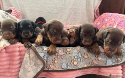 Dobermann dogs for sale: Doberman Puppies For Sale  - Image 1