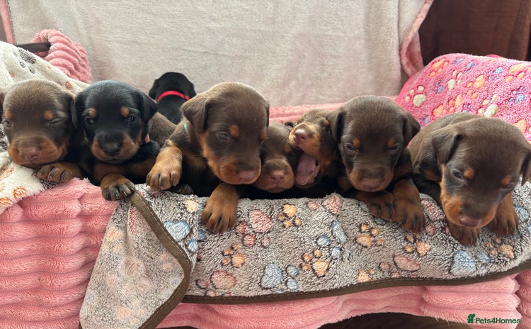 Dobermann dogs - Advert 7