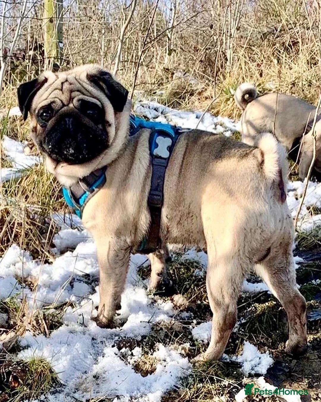 Pug dogs for stud: Fawn Pug, Stud Service Only. KC Reg, Health Tested in Doncaster - Advert 2