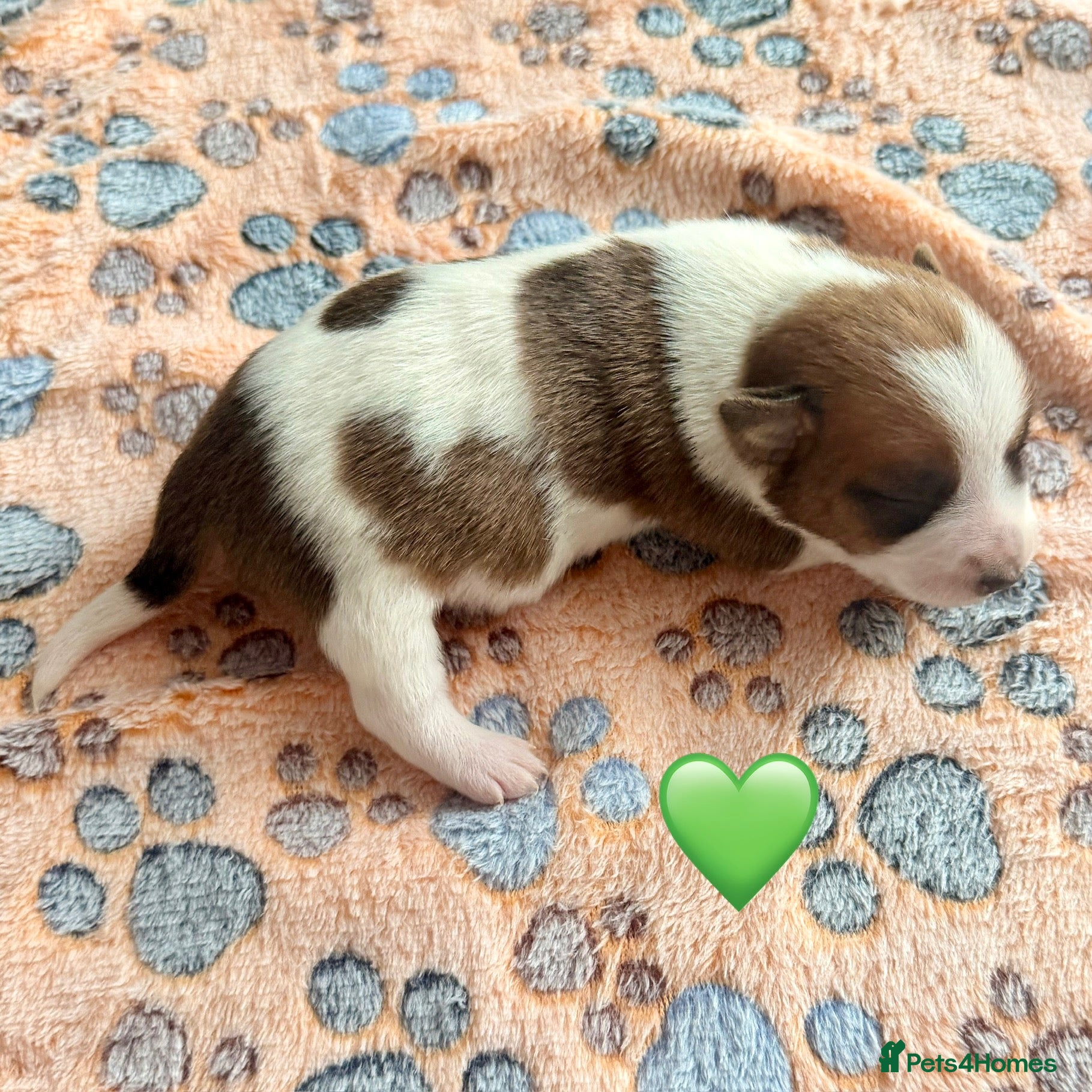 Jack Russell dogs 💚 Only one boy left 💚 Jack Russell Puppies 🐶🐾 - Advert 2