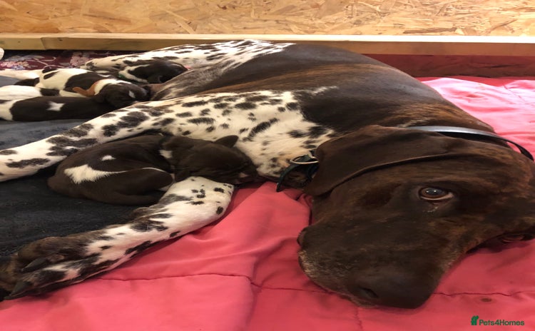 German Shorthaired Pointer dogs Stunning KC Reg German shorthaired pointers  - Advert 2