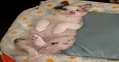 Border Collie dogs Red merle male border collie puppy available - Advert 11