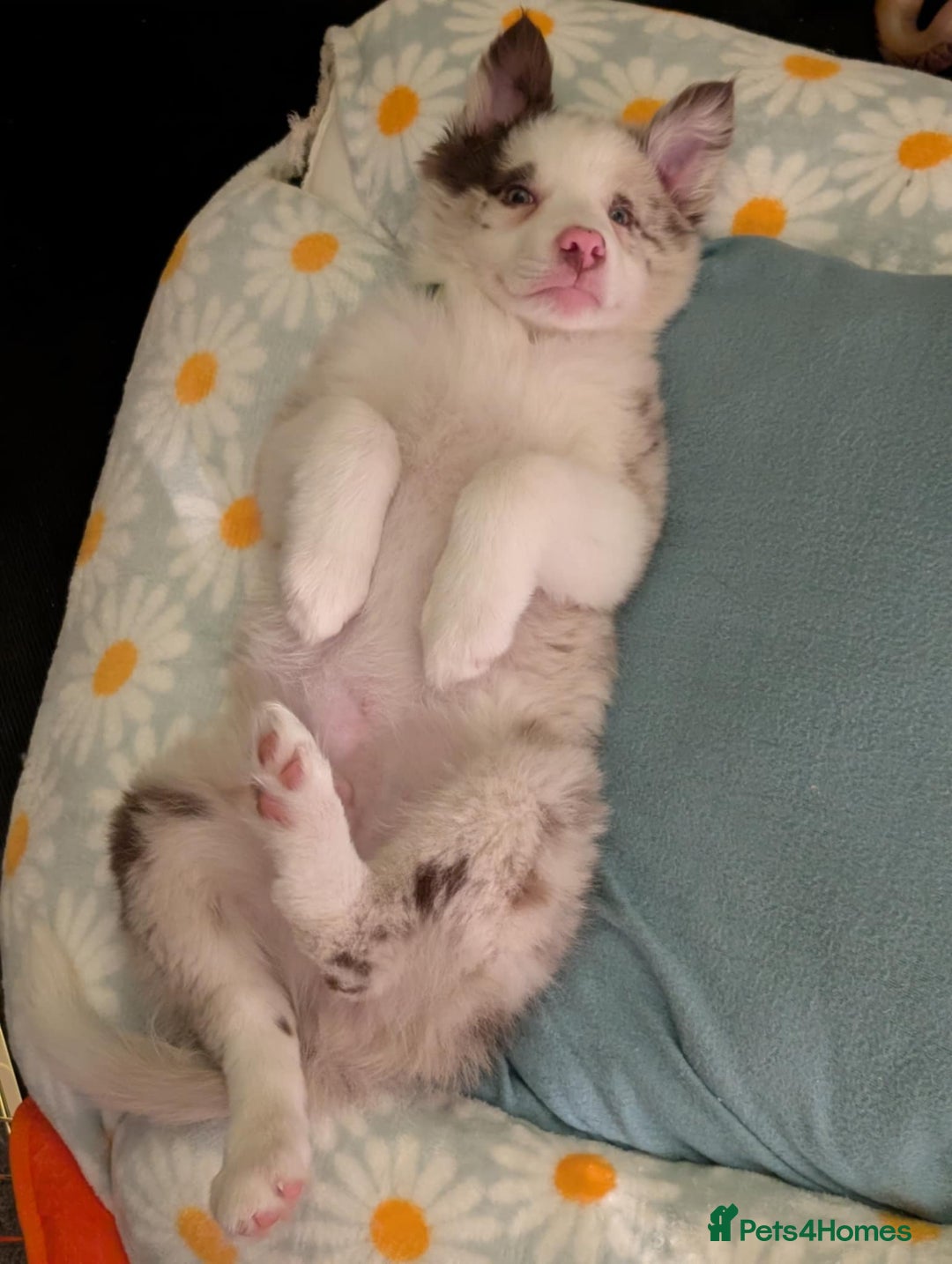 Border Collie dogs for sale: Red merle male border collie puppy available - Advert 2