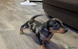 Miniature Dachshund dogs for sale: Dachshund Short Haired Puppies - Image 5