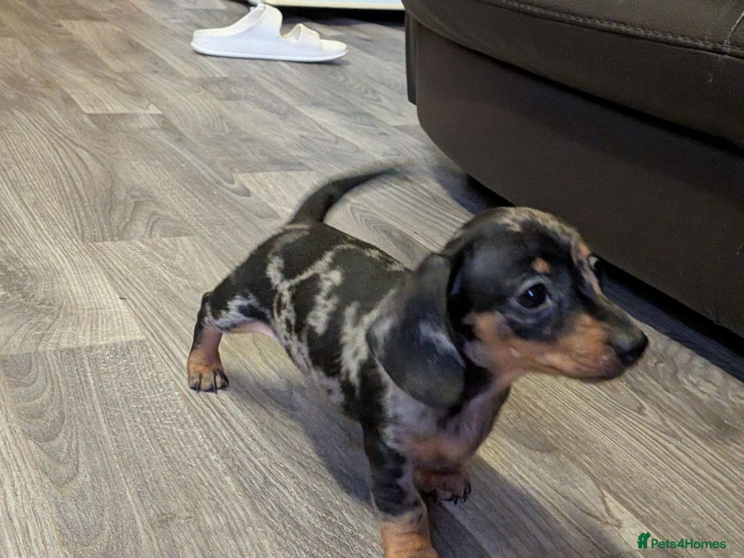Miniature Dachshund dogs for sale: Dachshund Short Haired Puppies - Image 5