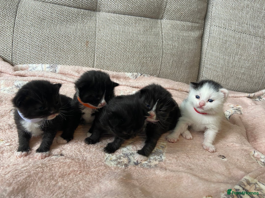 Mixed Breed cats for sale: 4 fluffy Russian blue mix kittens  - Image 6