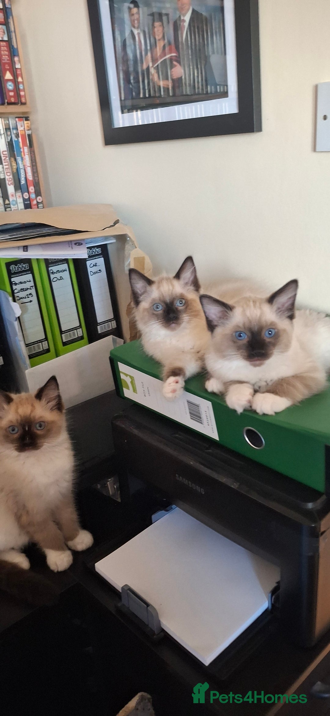 Ragdoll cats for sale: Stunning full Ragdoll kittens for sale - Image 16