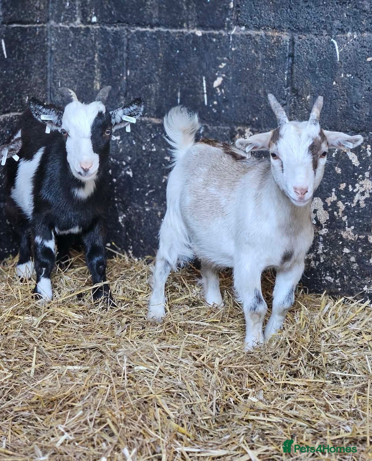 Goats livestock Pygmy goats  - Advert 7
