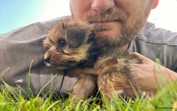 Yochon dogs for sale: Millie’s first litter  - Image 10