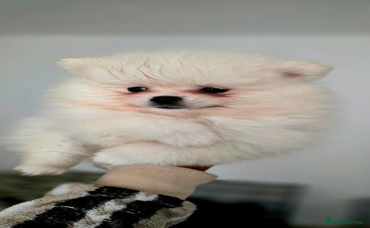 Pomeranian dogs - Advert 8