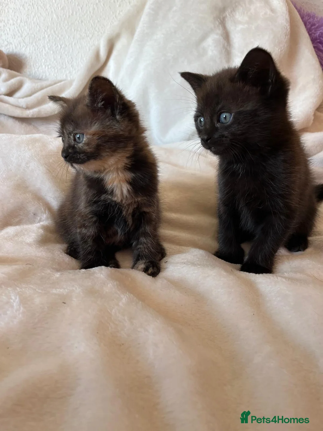 Mixed Breed cats for sale: Gorgeous kittens - Advert 2