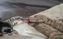 Dachshund dogs for sale: Beautiful dachshund puppies  - Image 7
