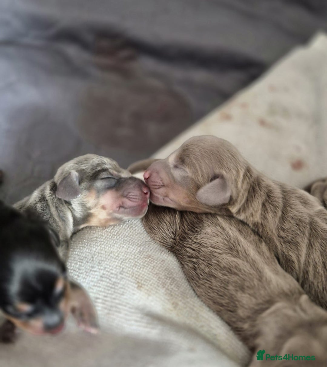 Dachshund dogs for sale: Beautiful dachshund puppies  - Image 7