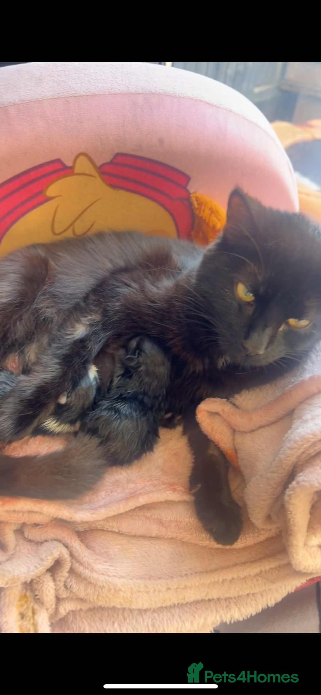 Mixed Breed cats for sale: Kittens - Image 4