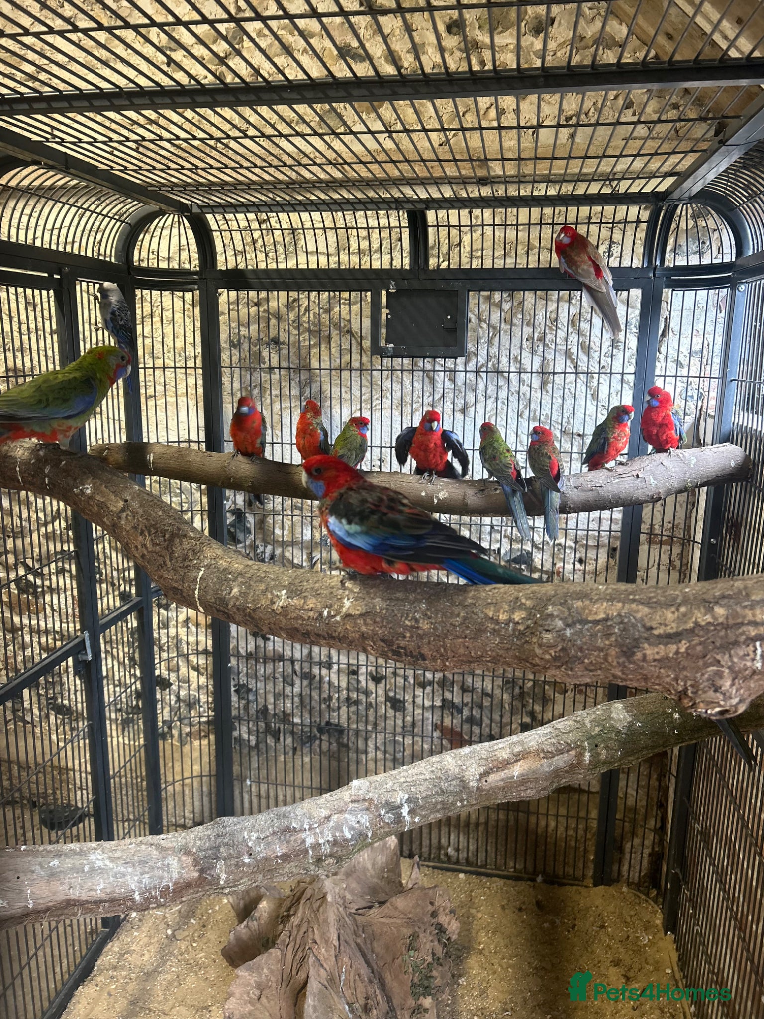 Parakeets birds Lovlely rosellas  - Advert 1