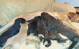 Labradoodle dogs for sale: F1 Labradoodle puppies - Image 1