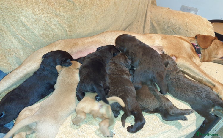Labradoodle dogs - Advert 1