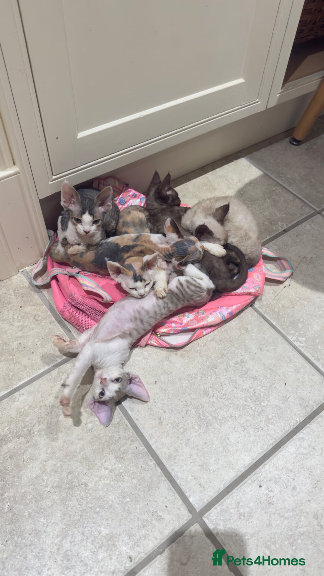 Devon Rex cats for sale: Fantastic quality GCCF boy  - Image 8