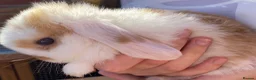 Mini Lop rabbits for sale: STUNNING PURE BREED MINI LOPS AMAZING COLOURS  - Advert 7