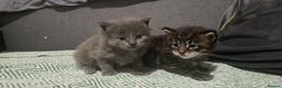 Maine Coon cats for sale: Maine Coon Kittens Booking  - Advert 4