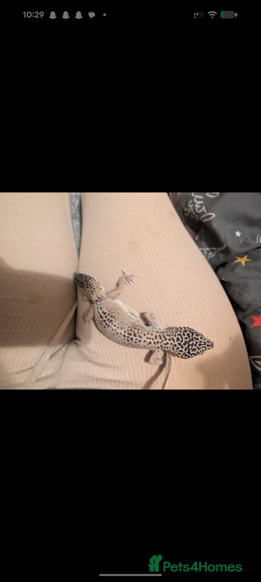 Leopard Gecko reptiles for sale: Friendly female leopard gecko  - Advert 2